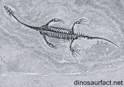 Keichousaurus .